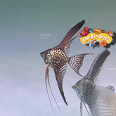 Longfin Leopard Angelfish - 1inch + Body Size